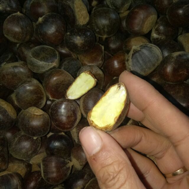 Hạt dẻ trùng Khánh Cao Bằng