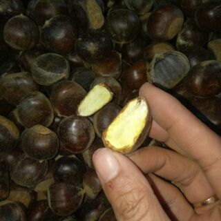 Hạt dẻ trùng Khánh Cao Bằng