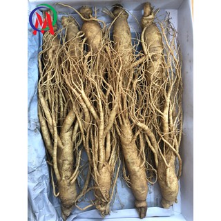 Nhân sâm tươi xách tay hàn quốc loại củ lớn