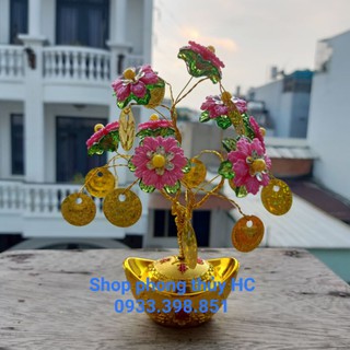 Cây Kim Tiền Tài Lộc Phong Thủy Size Nhỏ KT01 - Shop Phong Thủy HC