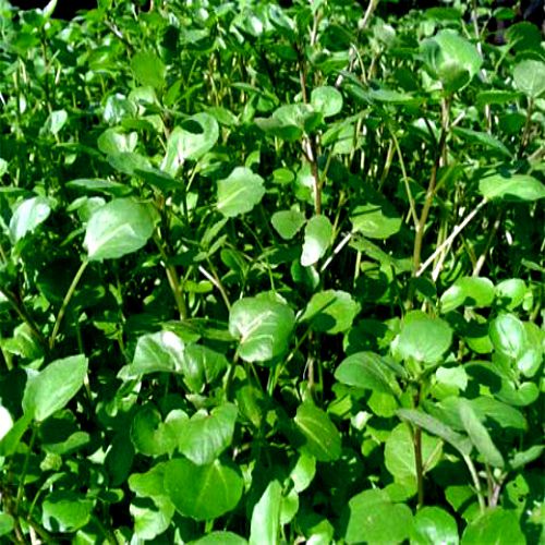 Hạt giống Xà lách Xoong Mỹ, 1gr