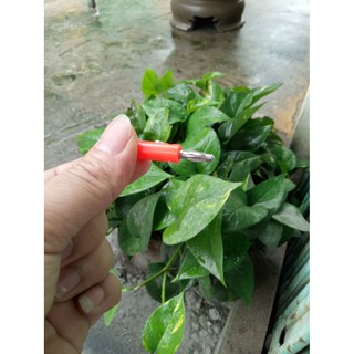 Jack Bắp Chuối Đực Cái, Đỏ Và Đen