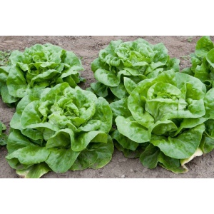 Combo 3 gói Hạt Giống Xà Lách Búp, Xá Lách Xoằn, Xá Lách Mỡ - Trồng Đất vàThủy Canh