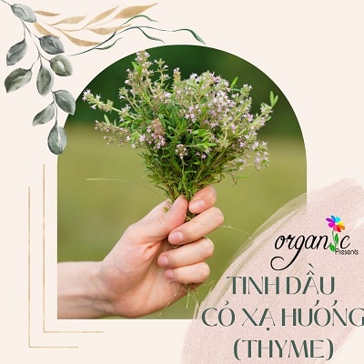 TINH DẦU CỎ XẠ HƯƠNG