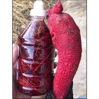 Rễ bạch hạc ngâm. chai 500ml