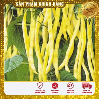 Hạt giống đậu cove vàng (50Gr)