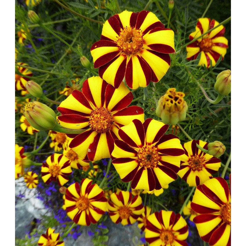 Hạt Giống Hoa Vạn Thọ Sọc Bông To F1 Loại mix màu dễ trồng hoa nở đẹp chống sâu bệnh