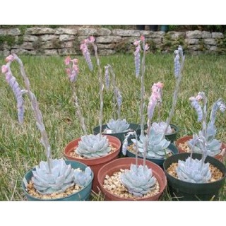 Hạt giống sen đá mix gói 200 hạt