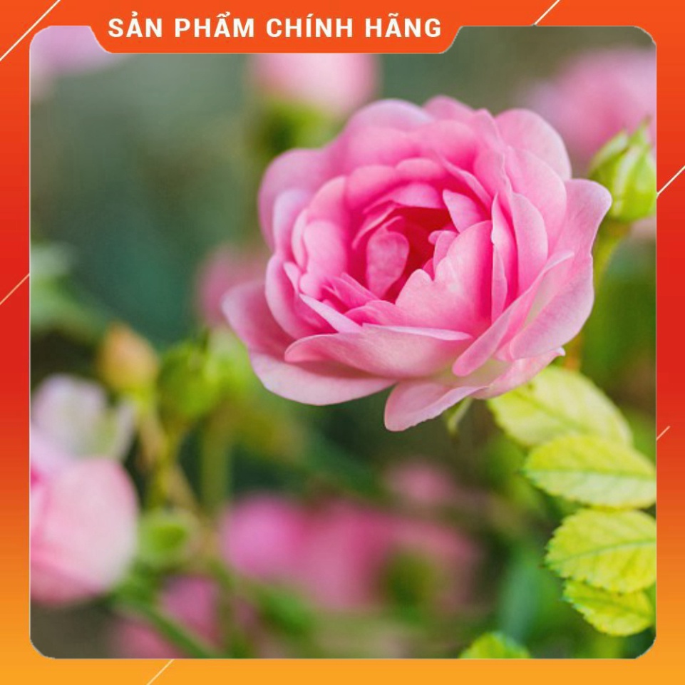 Phân bón lá vi lượng HK 7.5.44 Hợp Trí gói 250gr . Nông Dược Xanh