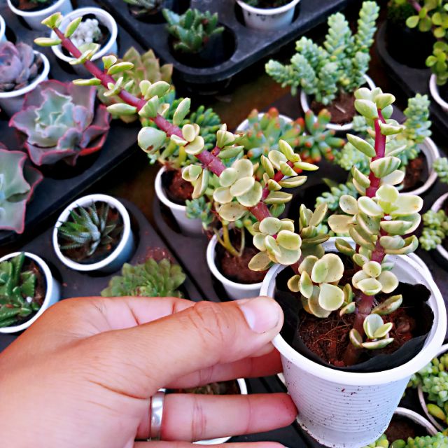 Sen đá dola cẩm thạch