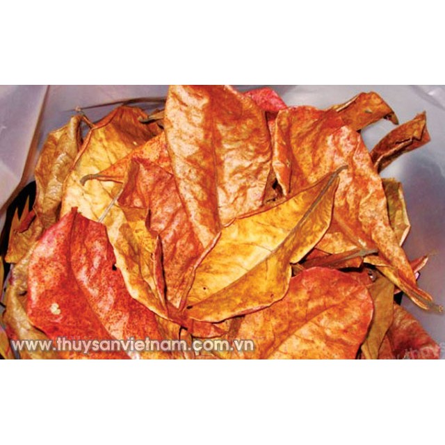 Lá Bàng Khô Cho Cá Beta, Guppy 10 Lá