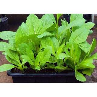 Hạt giống Cải Mơ Đăm (chân lùn) 20gr