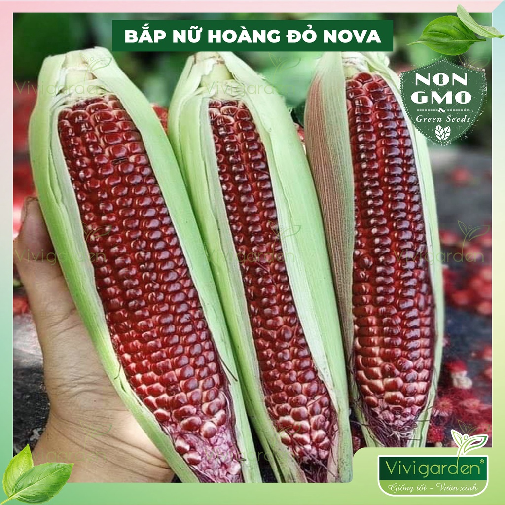 Gói 50 hạt giống bắp NỮ HOÀNG ĐỎ NOVA chĩnh hãng Novaseed ăn sống, giàu dinh dưỡng, chịu nhiệt tốt và cực dễ trồng