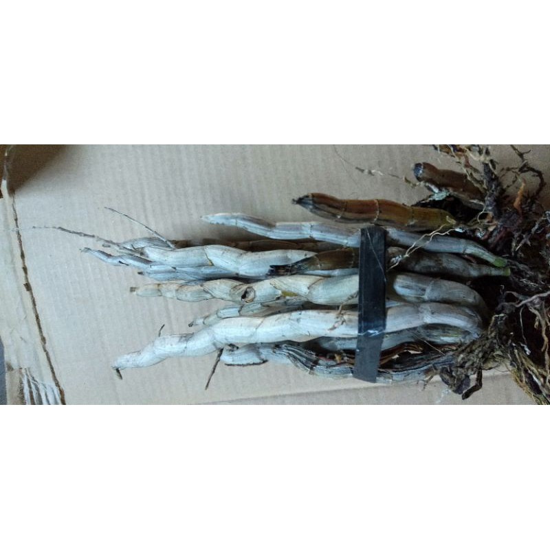 1 bó hoa lan Báo Hỷ đang nụ chỉ 35k