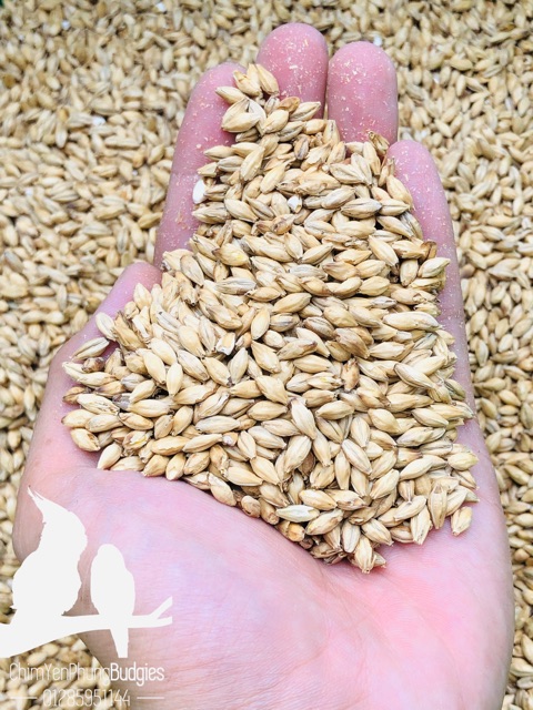 2kg hạt Lúa Mạch/Đại Mạch (Barley Seed) thức ăn dinh dưỡng cho thú cưng cung cấp nhiều chất xơ.