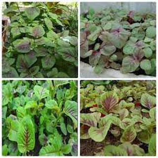 10 gram hạt giống rau dền