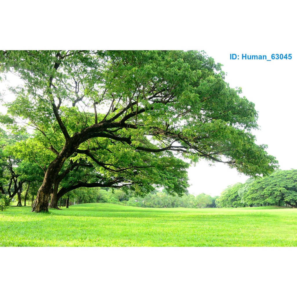 Tranh Dán Tường 3D , Phong Cảnh Thiên Nhiên , Tinh Tế , Và Sống Động , Mặt Sau Tranh Có Sẵn Keo