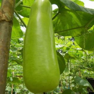 BẦU BỐN MÙA THÁI LAN