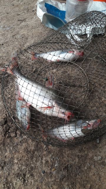 Mồi thuốc cá lăng cá da trơn 500gam