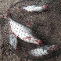 Mồi thuốc cá lăng cá da trơn 500gam