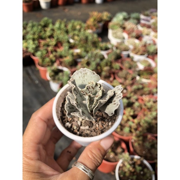 Sen đá Cánh Bạc💮💮
