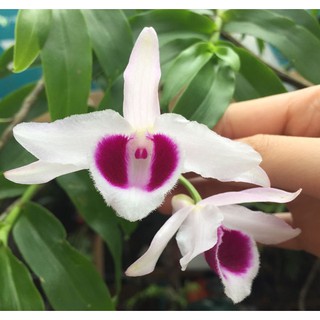 Hoa lan ám văn giang