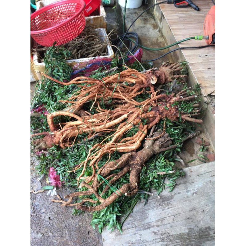 GỐC ĐINH LĂNG