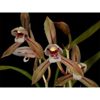 COMBO 3 THÂN ĐỊA lan k.iếm tương tư hồng tây bắc-một loài lan vô cùng quý hiếm - DLKTTH