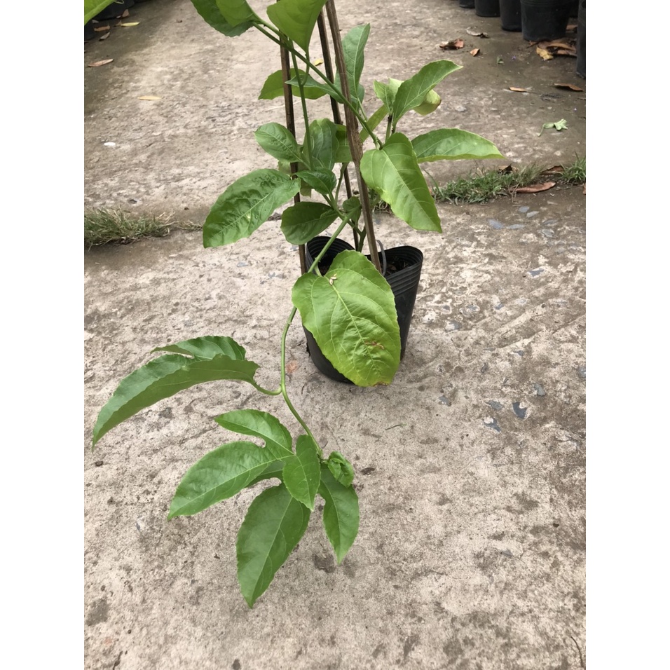 Caykiengsadec 2 cây chanh dây cây leo cây ăn trái