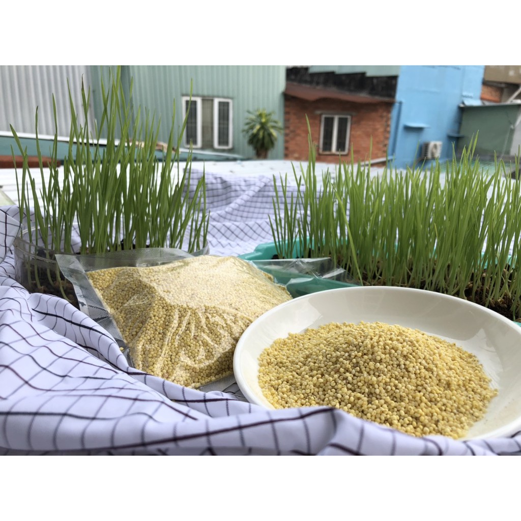 Hạt kê Vàng Đã Tách Vỏ Quảng Bình, dùng nấu sữa- cơm-cháo