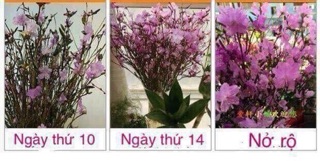 Hoa đỗ quyên