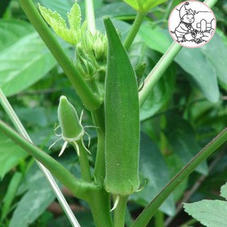 HẠT ĐẬU BẮP - CÀ BẮP - GÓI 18 GRAM