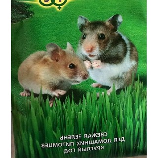 Hạt giống Mầm lúa mì lúa mạch {gói 100gram }
