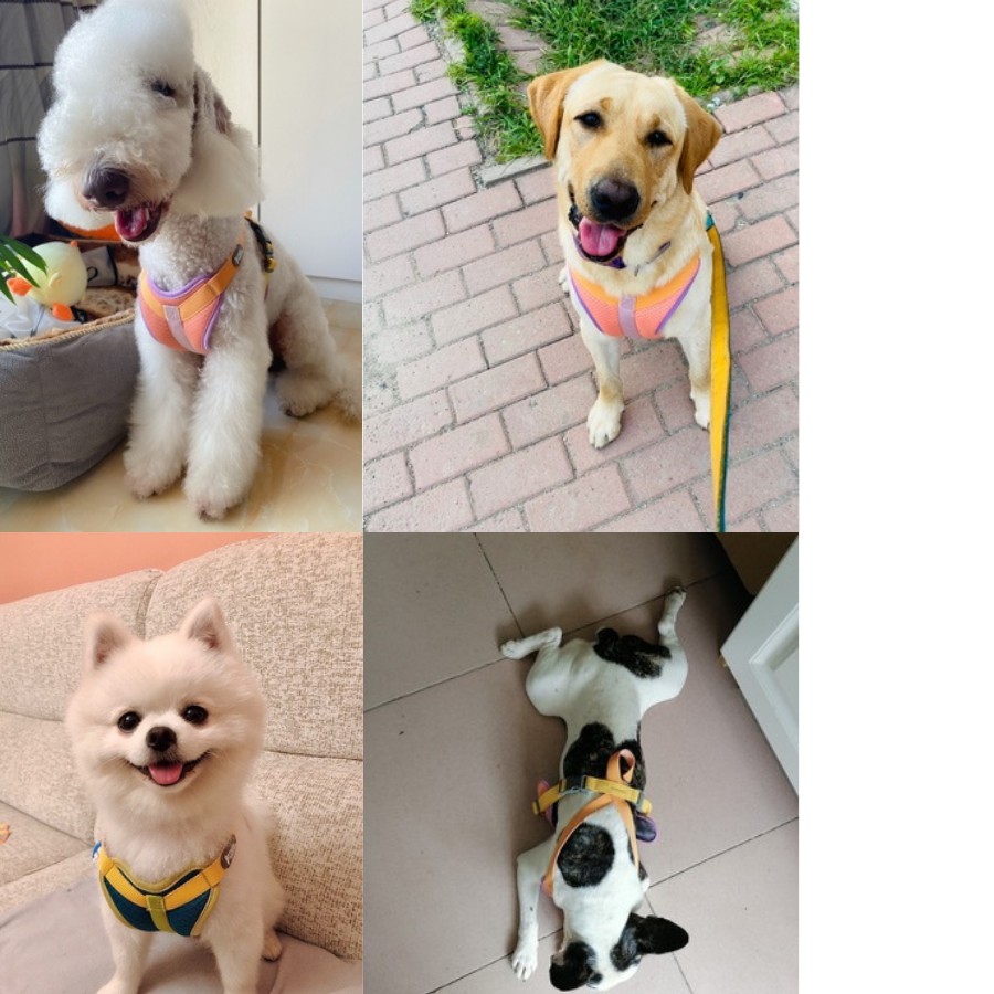 Tuff Hound Set xích Yếm vest và dây dắt cho cún/ Thú cưng