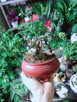 Chậu Cây Cần Thăng Bonsai