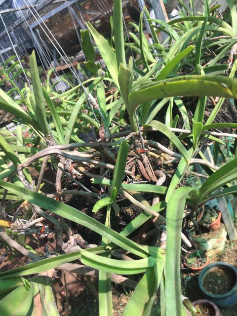 Hoa lan Đuôi Chồn 3 cây - 90k