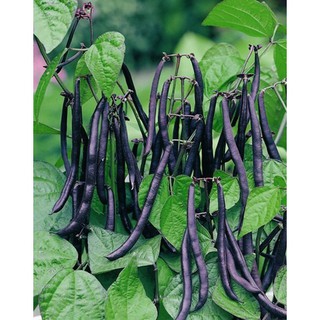 HẠT GIỐNG ĐẬU COVE TÍM CAO SẢN - 5gram - DC