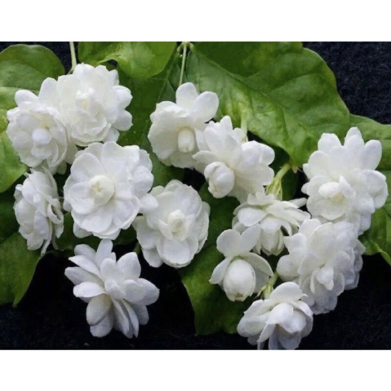 ♡♡ Cây giống hoa nhài kép  hoa thơm phức