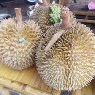Quả sầu riêng hạt chín rụng tại nhà vườn