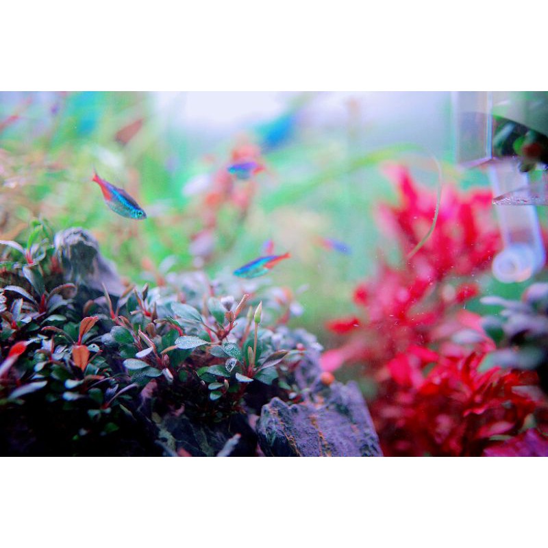Cây thủy sinh Bucep MIX