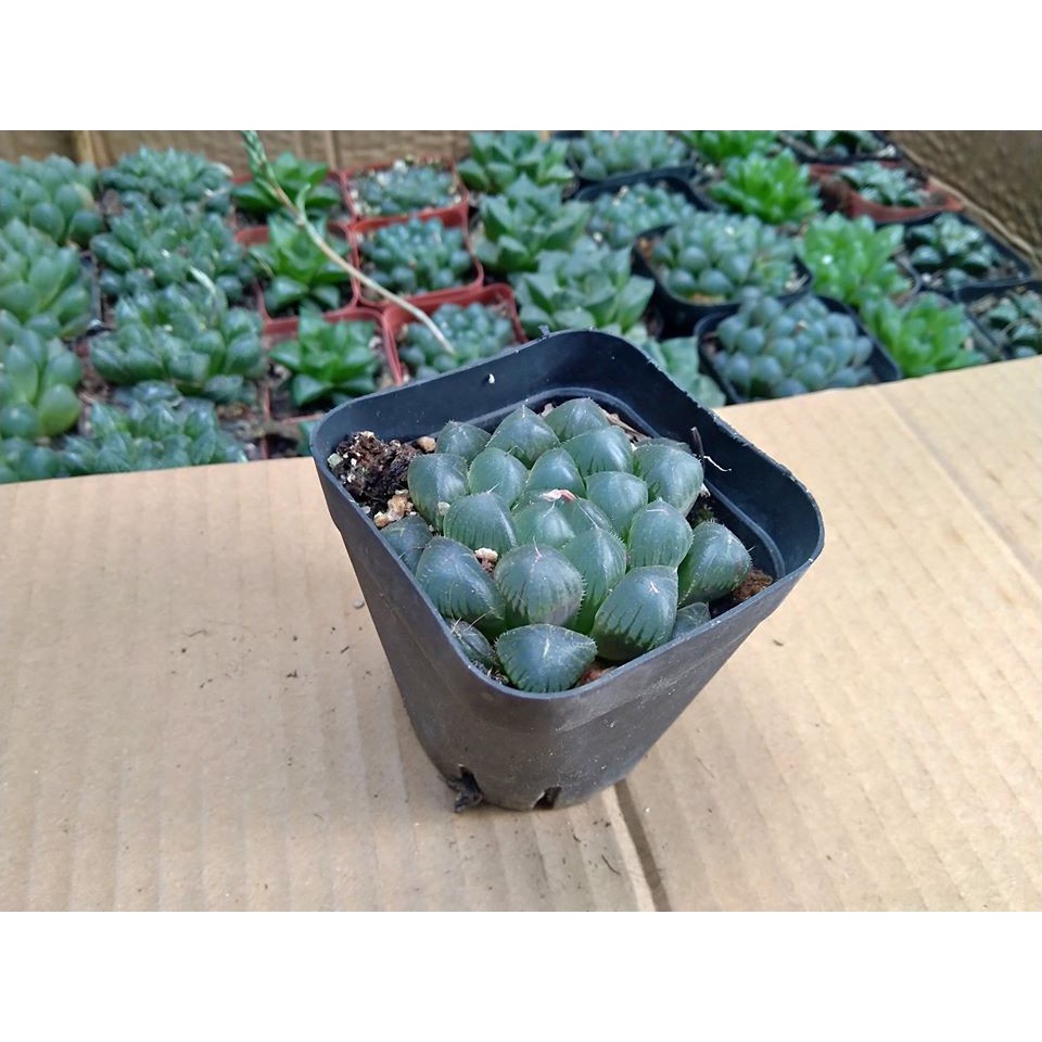 SEN KIM CƯƠNG HAWORTHIA COOPERI