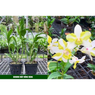 HOA LAN DEN LAI CAT MẮT PHỤNG VÀNG