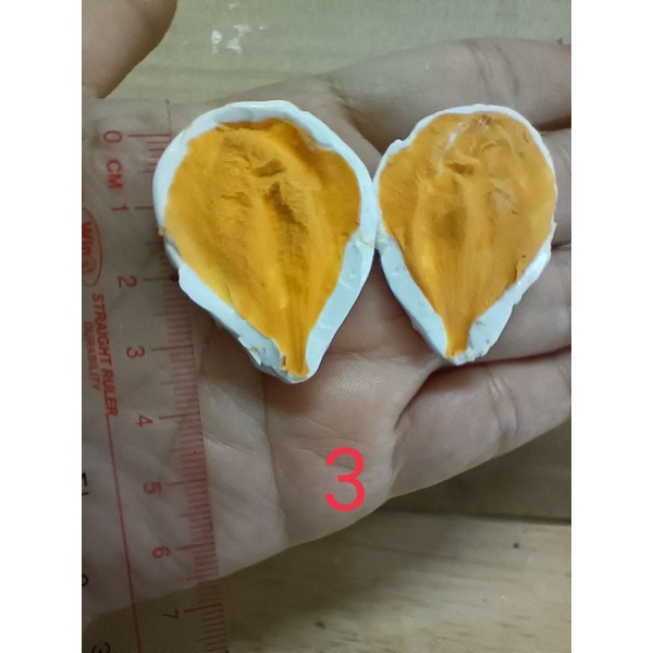 Gân cánh mai silicon,lấy từ hoa thật