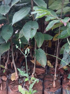 Cây giống chery anh đào mỹ