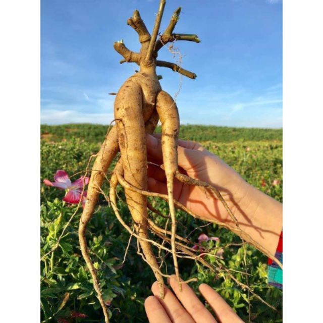 100 hạt giống Sâm bố chính ( tặng 15 hạt)