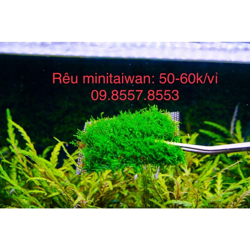 Rêu minitaiwan