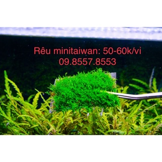 Rêu minitaiwan