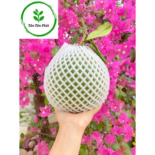 Xốp Bao, Bọc Mãng Cầu, Dưa Lưới, Dưa Hấu,Bưởi, Đu Đủ,..✨Bao Trái Từ 1-5kg, Loại Tốt, Siêu Rẻ