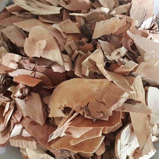 Cây muối, vị thuốc chữa suy thận