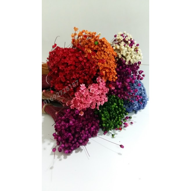 Glixia - cúc bất tử( còn gọi là snowy - hoa tuyết nhiệt đới)